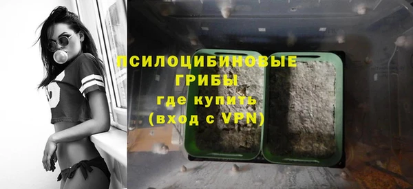 стаф Алзамай